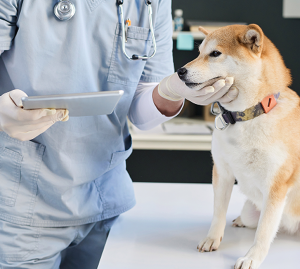 Veterinary IT Support Buford