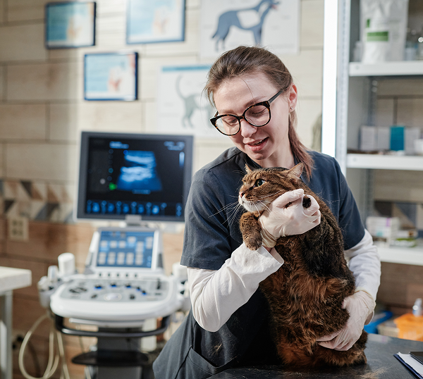 Veterinary IT Support Charleston