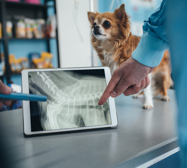 Veterinary IT Support Conyers