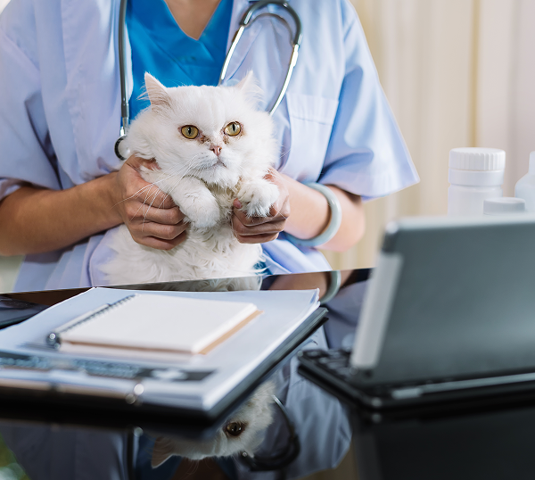 Veterinary IT Support Cumming