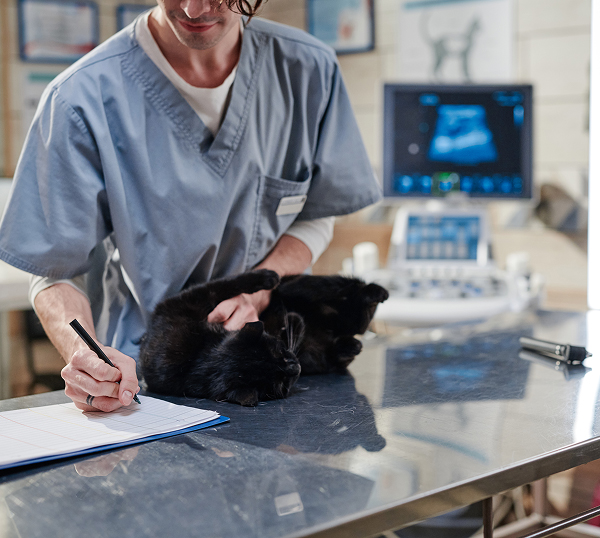 Veterinary IT Support Decatur