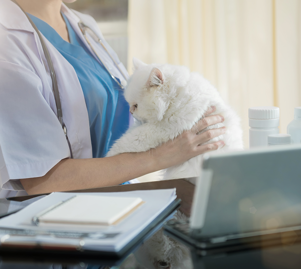 Veterinary IT Support Fayetteville
