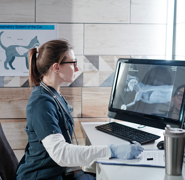 Veterinary IT Support Hilton Head Island