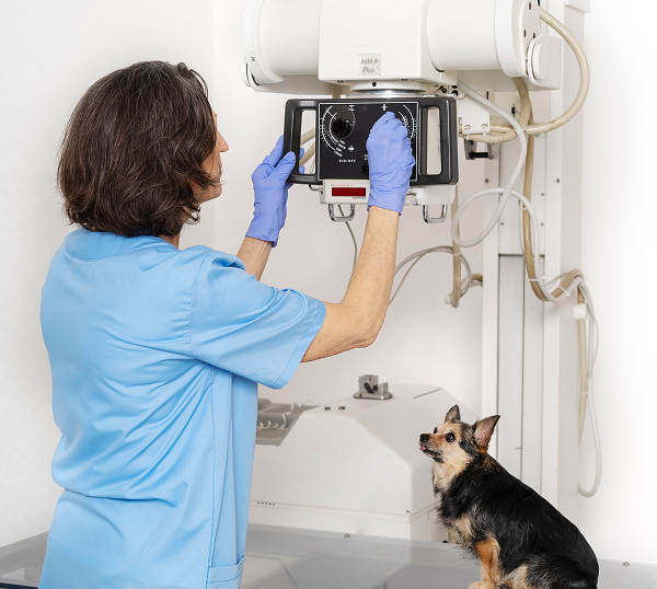 Veterinary IT Support Johns Creek