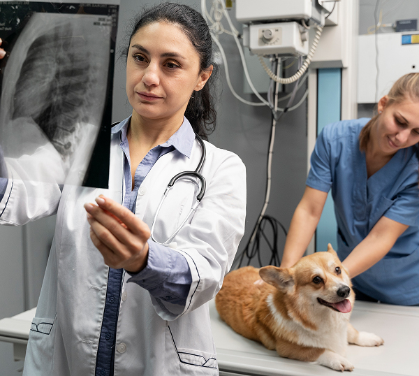 Veterinary IT Support Marietta