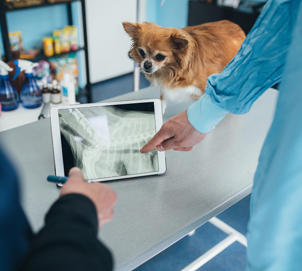 Veterinary-IT-Support-McDonough Veterinary IT Support McDonough