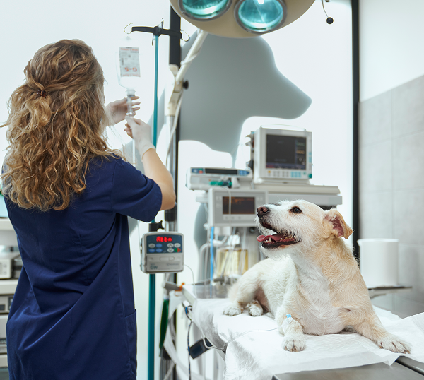 Veterinary IT Support Roswell
