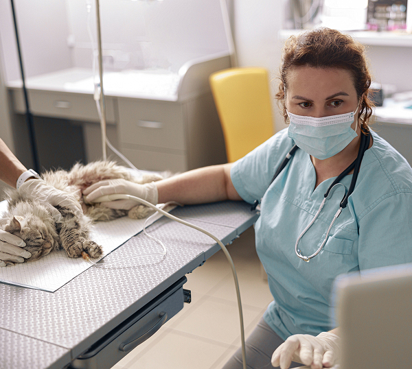 Veterinary IT Support Statesboro