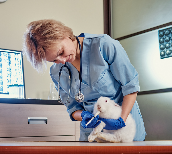 Veterinary IT Support Suwanee