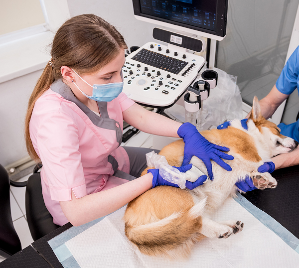 Veterinary-IT-Support-Beaufort Dental IT Support in Marietta