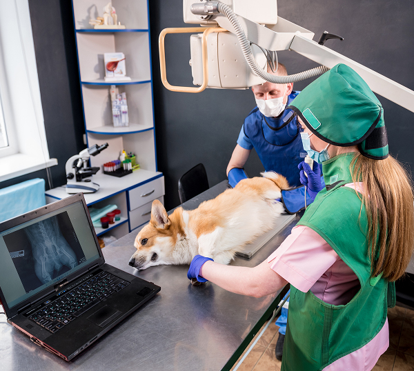 Veterinary-IT-Support-Bluffton Dental IT Support in Marietta