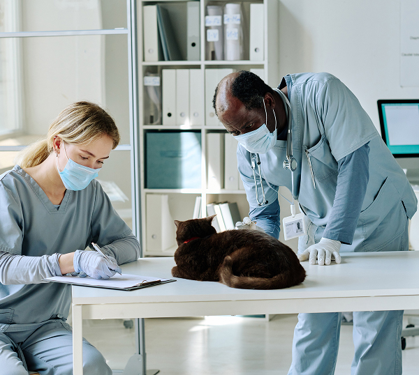 Veterinary-IT-Support-Canton Dental IT Support in Marietta