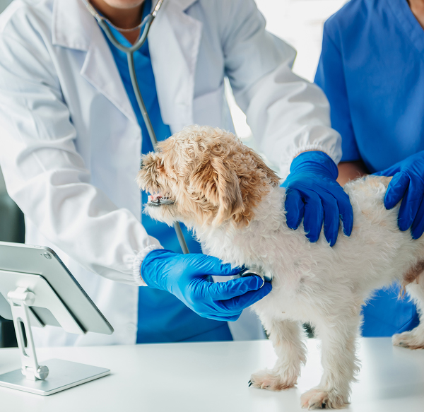 Veterinary-IT-Support-Lawrenceville Dental IT Support in Marietta