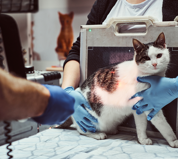 Veterinary-IT-Support-McDonough Dental IT Support in Marietta