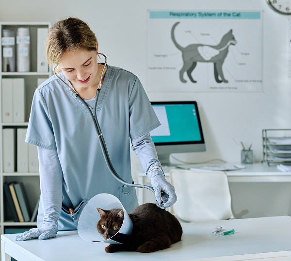 Veterinary-IT-Support-Stockbridge Dental IT Support in Marietta