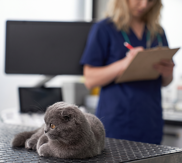 Veterinary-IT-Support-Stone-Mountain Dental IT Support in Marietta