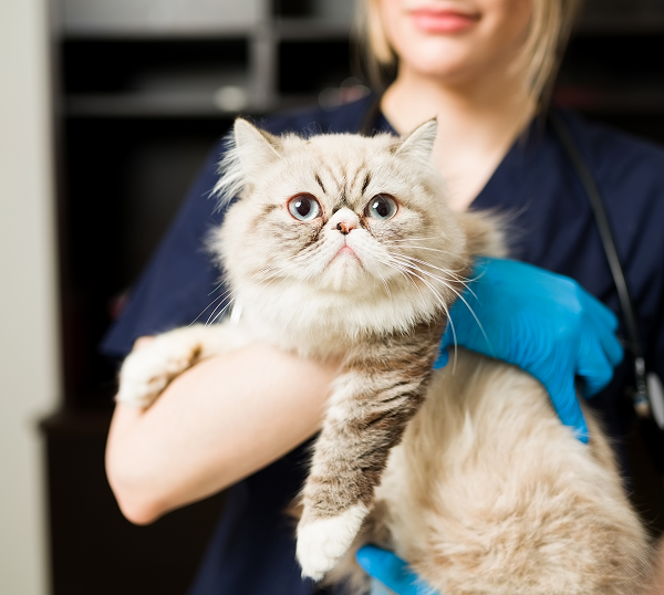 Veterinary IT Support in Cumming Dental IT Support in Marietta