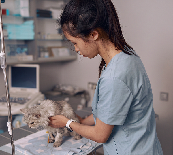 Veterinary IT Support in Snellville Dental IT Support in Marietta